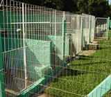 Canis no Centro de Goiânia