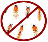 Descupinização no Centro de Goiânia